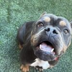 Fancy is a Bulldog.