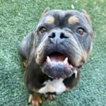 Fancy is a Bulldog.