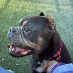 Fancy is a Bulldog.