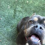 Fancy is a Bulldog.
