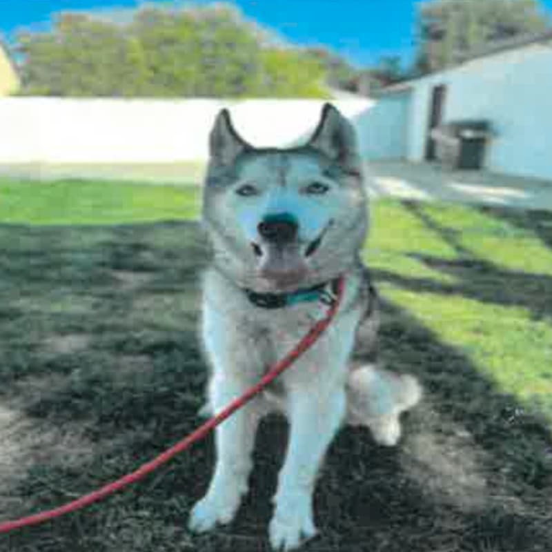 Nikko is a Husky, Siberian/None.
