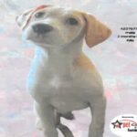 Bruno is a Terrier, American Pit Bull.