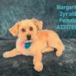 Margarita is a Terrier, Cairn.