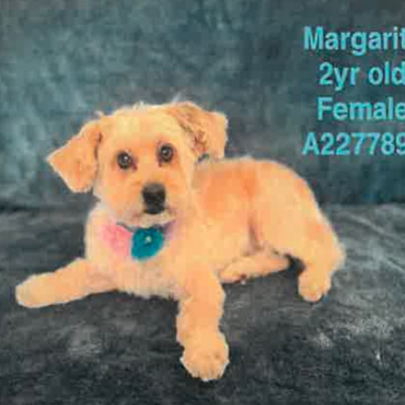 Margarita is a Terrier, Cairn.