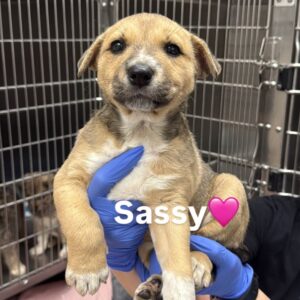 Sassy is a Shepherd, German.