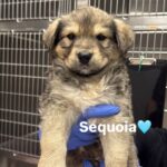 Sequoia is a Shepherd, German.