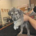 Sequoia is a Shepherd, German.