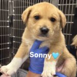 Sonny is a Shepherd, German.