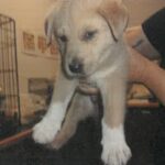 Sonny is a Shepherd, German.