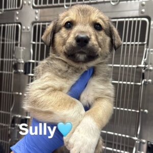 Sully is a Shepherd, German.