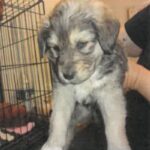 Sully is a Shepherd, German.