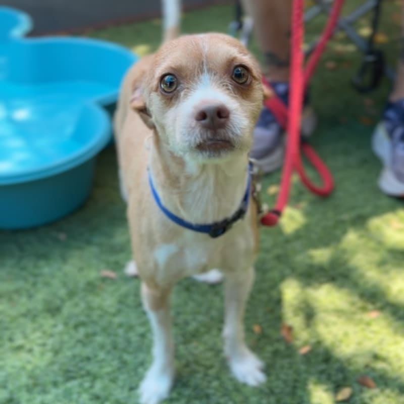 Bambi is a Chihuahua.