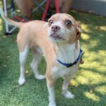 Bambi is a Chihuahua.