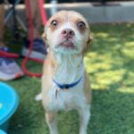 Bambi is a Chihuahua.
