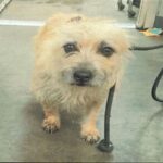 Mimi is a Terrier.