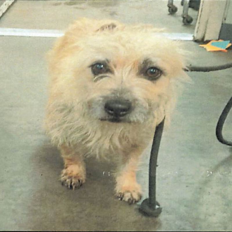 Mimi is a Terrier.