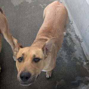 Leia is a Terrier, Pit Bull.