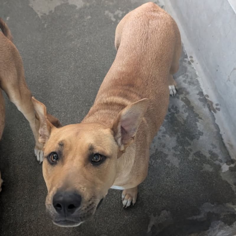 Leia is a Terrier, Pit Bull.