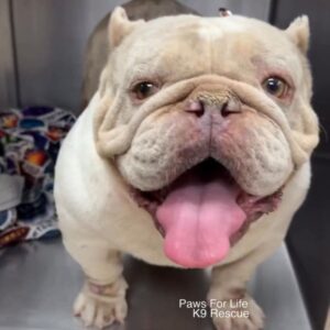 Bertha is a Terrier, Pit Bull.