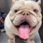 Bertha is a Terrier, Pit Bull.