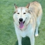 Sashimi is a Husky/Mix.