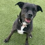 Baby is a Retriever, Labrador/Terrier, American Staffordshire.