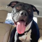 George is a Terrier, Pit Bull.