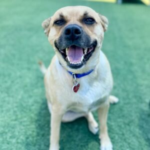 Reel is a Mixed Breed (Medium).