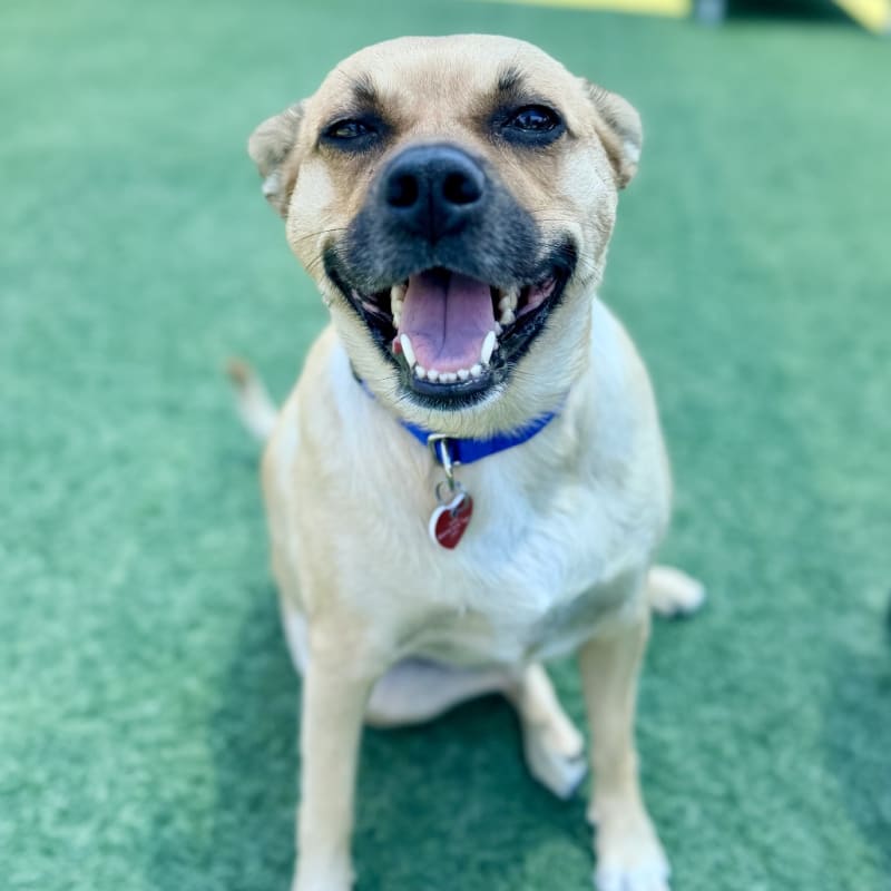 Reel is a Mixed Breed (Medium).