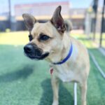 Reel is a Mixed Breed (Medium).