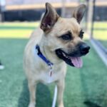 Reel is a Mixed Breed (Medium).