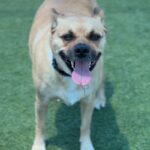 Reel is a Mixed Breed (Medium).