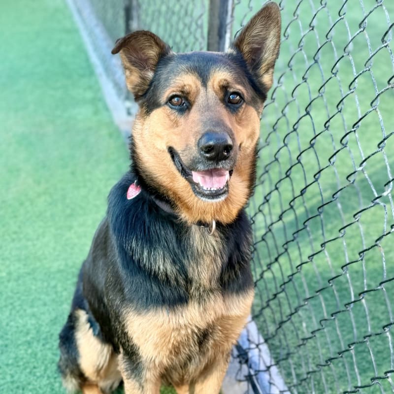 Jerome is a Shepherd, German.