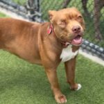 Sweety is a Bulldog, American.